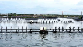 Đấu giá hệ thống nhà xưởng và dây chuyền sản xuất thức ăn thủy sản tại Cần Thơ. Ảnh minh họa: Internet