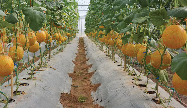 Làm sao để hội nhập mang lại nhiều quả ngọt