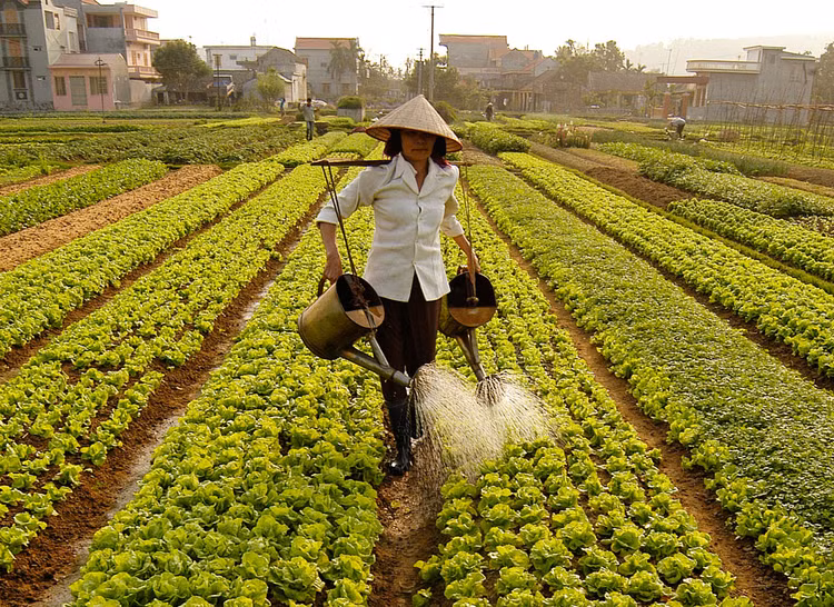 Đầu tư vào nông nghiệp vẫn chưa tương xứng với tiềm năng của quốc gia và chưa thật sự bền vững, hiệu quả. Ảnh: Tường Lâm