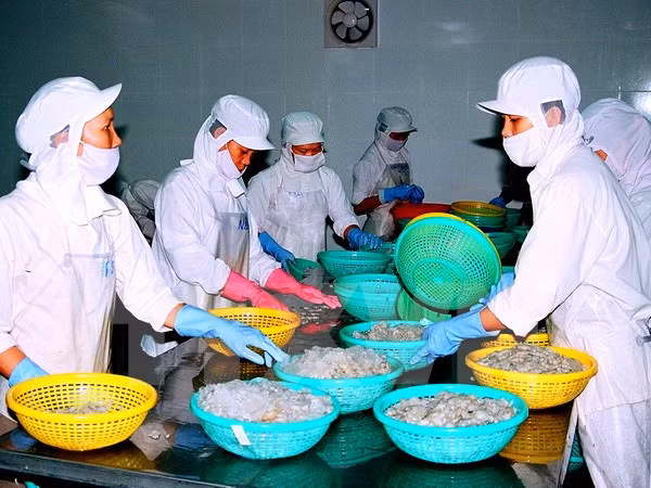 Chế biến tôm đông lạnh xuất khẩu. (Ảnh: Huỳnh Sử/TTXVN)