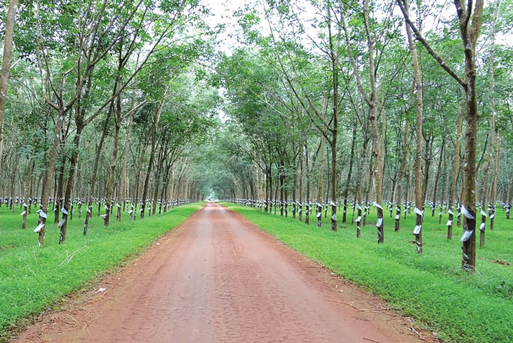 Lợi nhuận của Công ty TNHH MTV Cao su Lộc Ninh có được là nhờ thanh lý gốc cao su. Ảnh: Nhã Chi st