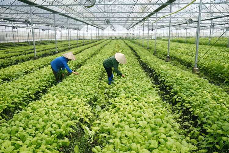 Các nhà đầu tư vào lĩnh vực nông nghiệp, nông thôn đang có cơ hội lớn tham gia thị trường tiềm năng với chi phí thấp, thủ tục ưu đãi vượt trội. Ảnh: Lê Tiên