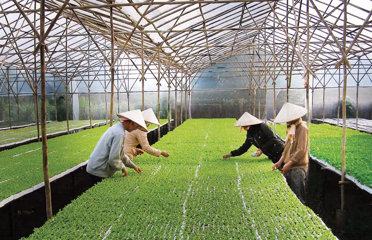 Doanh nghiệp nông nghiệp công nghệ cao cần tự mình có phương án đầu tư, kinh doanh tốt để vay vốn ngân hàng. Ảnh: Lê Tiên