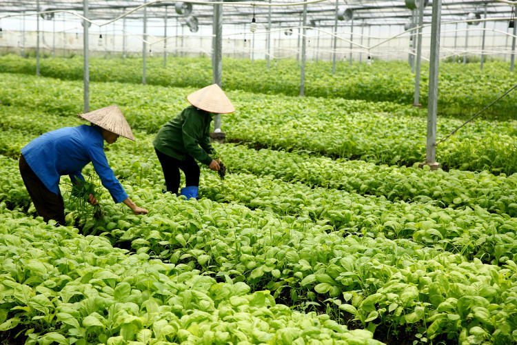 Nghị định 57/2018/NĐ-CP tạo thuận lợi cho các địa phương về hành lang pháp lý khi hỗ trợ doanh nghiệp vay tín dụng thực hiện các dự án nông nghiệp. Ảnh: Nhã Chi