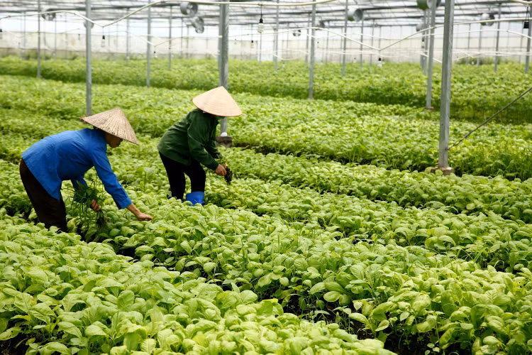 Nghị định 57/2018/NĐ-CP tạo thuận lợi cho các địa phương về hành lang pháp lý khi hỗ trợ doanh nghiệp vay tín dụng thực hiện các dự án nông nghiệp. Ảnh: Nhã Chi