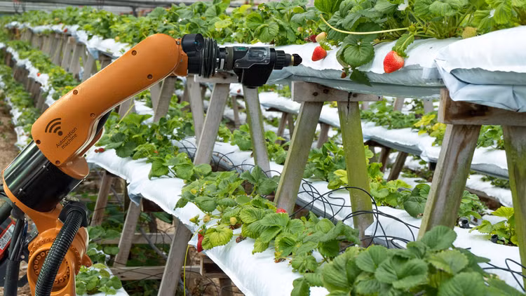 Tại Việt Nam, cơ hội cho startup công nghệ ở lĩnh vực nông nghiệp là rất rộng mở