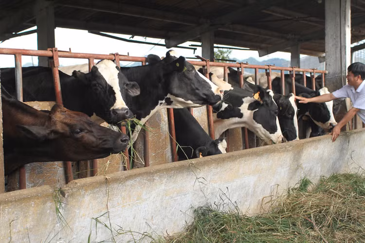 Hạn chế về vốn là rào cản lớn đối với đa số doanh nghiệp chăn nuôi trong nước Ảnh: Tất Tiên