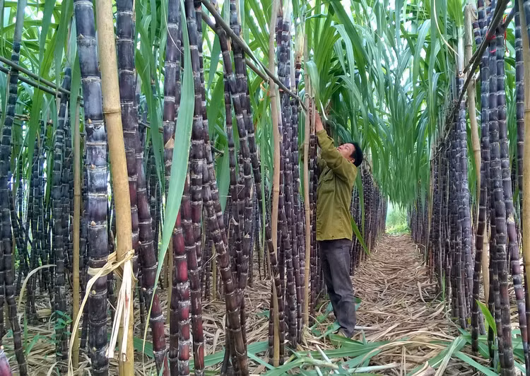 Biên lợi nhuận hoạt động của các công ty đường Việt Nam thấp hơn nhiều so với các doanh nghiệp Thái Lan. Ảnh: Danh Lâm