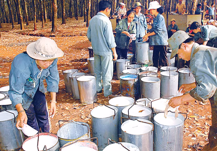 Sau quá trình thoái vốn tại các đơn vị ngoài ngành, Tập đoàn Công nghiệp Cao su đã thu về 2.252 tỷ đồng. Ảnh: Cao Thắng