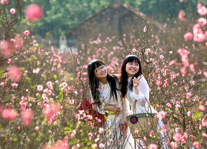 Với người Hà Nội, đào Nhật Tân vẫn luôn là nỗi nhớ tràn đầy ký ức mỗi khi Tết đến Xuân về