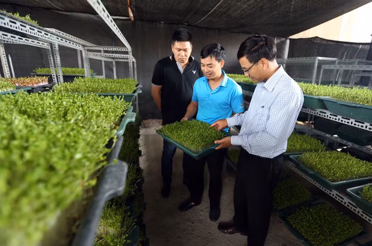 Tổng kinh phí thực hiện Chương trình hỗ trợ phát triển kinh tế tập thể, hợp tác xã giai đoạn 2021 - 2025 dự kiến là 38.800 tỷ đồng. Ảnh: Huấn Anh