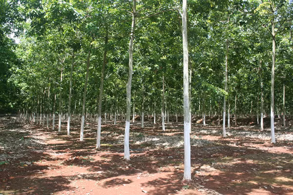 Dự án không triển khai từ 2010 được người dân tiến hành trồng cao su. Ảnh: Văn Trăm