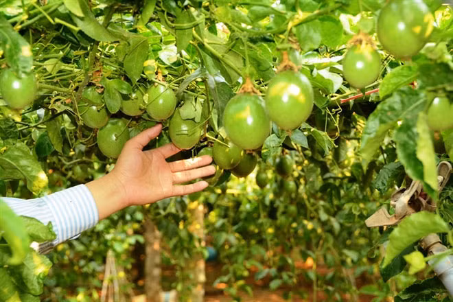 Năm 2017, Hoàng Anh Gia Lai đạt 1.650 tỷ đồng doanh thu từ bán trái cây