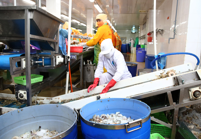 Các doanh nghiệp thủy sản đang buộc phải thu hẹp sản xuất. Ảnh: Lê Tiên