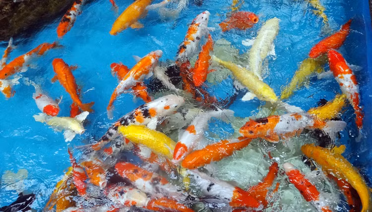 Gói thầu Toàn bộ khối lượng xây dựng và thiết bị công trình Trung tâm cá Koi Nhật Bản – Bình Định sử dụng nguồn vốn ngân sách địa phương. Ảnh: Huyền Trang