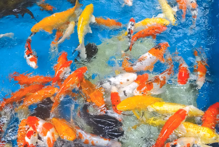 Thả cá chép tiễn ông Táo về trời là văn hóa tâm linh truyền thống của người Việt vào ngày 23 tháng Chạp hàng năm