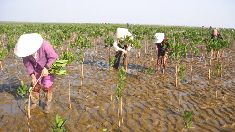 Gói thầu số 05 Trồng mới 50 ha rừng ngập mặn (tỉnh Thanh Hóa) sử dụng vốn ODA. Ảnh: Viết Nghi