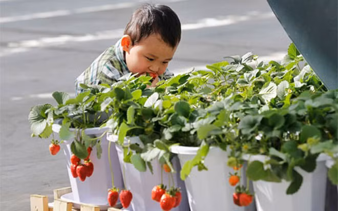 Một cậu bé hái dâu tây tươi ăn ở Bắc Kinh. Với 1,4 tỷ miệng ăn, Trung Quốc cần tăng mạnh năng suất nông nghiệp vốn bị kìm hãm bởi chất đất xấu, nguồn nước ô nhiễm, và tình trạng lạm dụng phân bón hóa học và thuốc trừ sâu - Ảnh: Bloomberg/Getty.