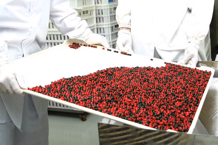 Thanh tra Bộ Y tế chỉ ra sai phạm trong việc đánh giá HSDT của nhiều nhà thầu trúng thầu cung cấp thuốc, trong đó có Công ty CP Dược phẩm Agimexpharm. Ảnh: Lê Tiên