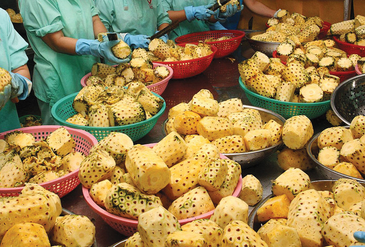 Lần đầu tiên, xuất khẩu rau quả mang về giá trị cao hơn xuất khẩu dầu thô. Ảnh: Minh Long