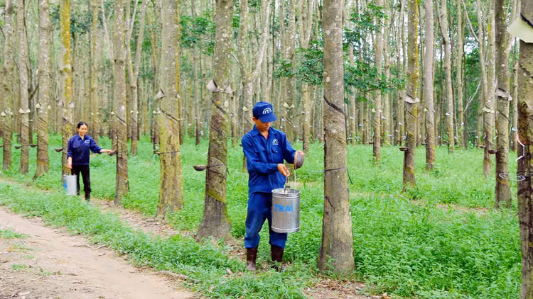 Giá cao su giảm gây ảnh hưởng tiêu cực đến kết quả kinh doanh của các doanh nghiệp ngành cao su thiên nhiên. Ảnh: Huyền Trang