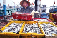 Việc sửa đổi Luật Thuế giá trị gia tăng sẽ tháo gỡ khó khăn cho doanh nghiệp và người dân, đặc biệt là doanh nghiệp, hộ kinh doanh trong lĩnh vực nông, lâm sản, thủy sản. Ảnh: Lê Tiên