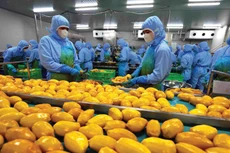 Việc mở cửa cho các mặt hàng rau quả Hoa Kỳ sẽ không tác động tới ngành rau quả Việt Nam vì không phải là những mặt hàng cạnh tranh trực tiếp. Ảnh: Vũ Sinh