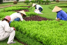 Ảnh chỉ mang tính minh họa