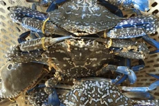 Mỹ tạm hoãn lệnh cấm nhập khẩu ghẹ từ Việt Nam và ba quốc gia châu Á