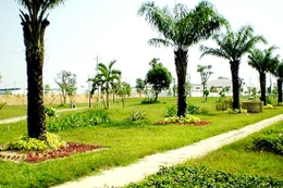 Gói thầu: Thi công cây xanh 