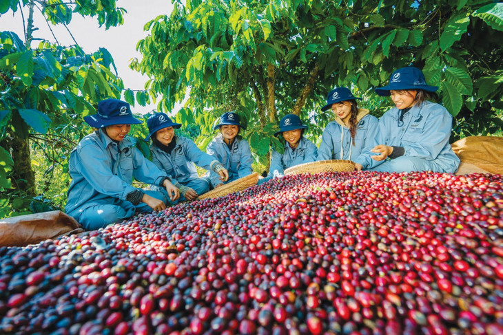 Cà phê, mỏ... ngoại tệ của Tây Nguyên đang còn nhiều dư địa phát triển