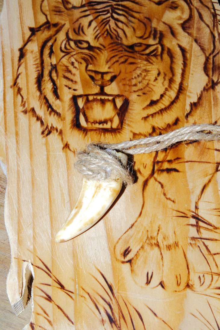 Chiếc nanh hổ bị mẻ phần gốc, đã vàng bóng men thời gian Chiếc nanh hổ bị mẻ phần gốc, đã vàng bóng men thời gian