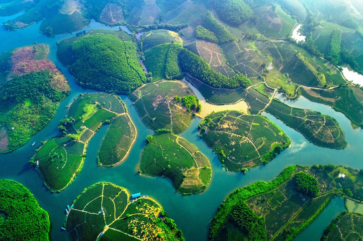 Đảo chè Cầu Cau Thanh Chương, Nghệ An