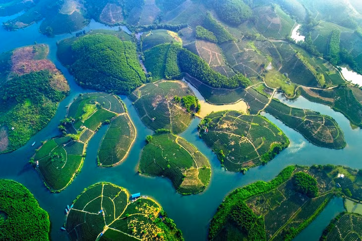 Đảo chè Cầu Cau Thanh Chương, Nghệ An