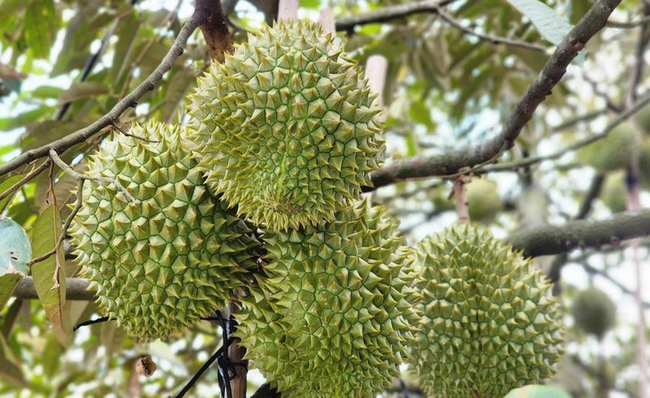 Ưu tiên thông quan ngay với hàng hóa xuất khẩu là nông lâm thủy sản và sầu riêng (Ảnh: Dân trí)