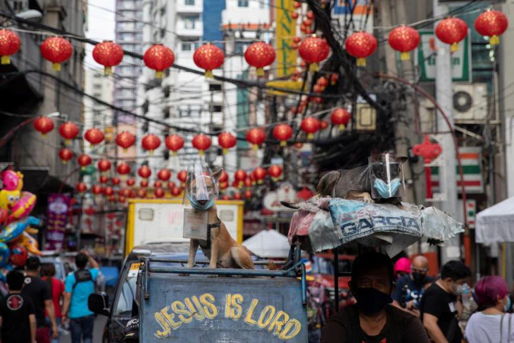 Những chú chó đeo khẩu trang và kính chắn giọt bắn ngồi trên xe kéo qua khu phố Tàu tại Manila, Philippines, trong ngày cuối cùng của năm Canh Tí - Ảnh: Reuters Những chú chó đeo khẩu trang và kính chắn giọt bắn ngồi trên xe kéo qua khu phố Tàu tại Manila, Philippines, trong ngày cuối cùng của năm Canh Tí - Ảnh: Reuters
