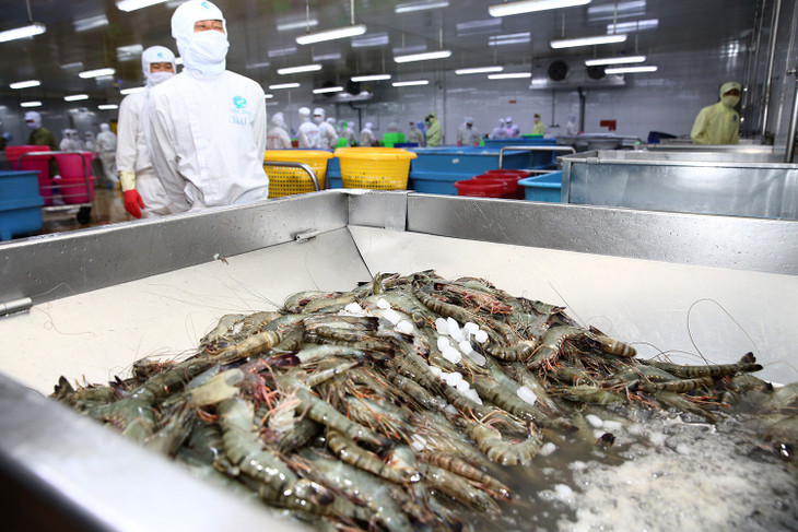 Doanh nghiệp chế biến, xuất khẩu thủy sản gặp rất nhiều khó khăn khi phải tuân thủ các quy định mới. Ảnh: Lê Tiên Doanh nghiệp chế biến, xuất khẩu thủy sản gặp rất nhiều khó khăn khi phải tuân thủ các quy định mới. Ảnh: Lê Tiên