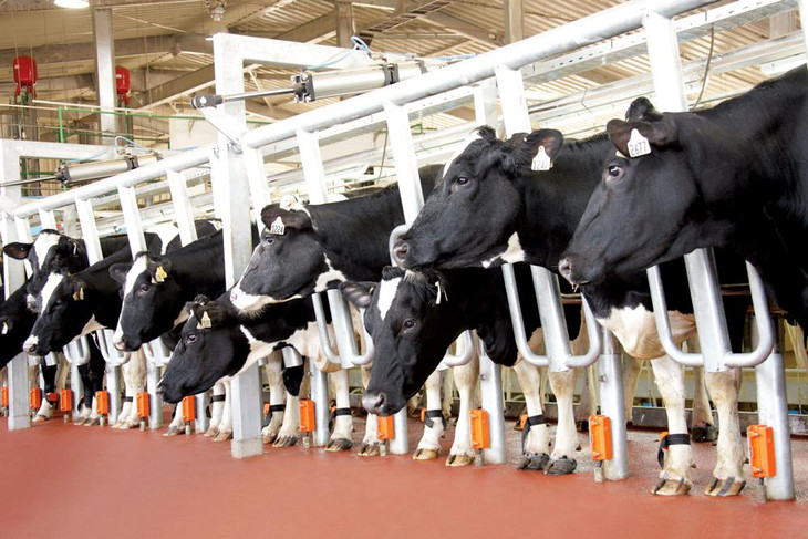 Mỗi cá thể trong đàn bò sữa 45.000 con tại trang trại TH Nghệ An được đeo chip theo dõi tình trạng sức khỏe, giúp kiểm soát chặt chẽ chất lượng sữa Mỗi cá thể trong đàn bò sữa 45.000 con tại trang trại TH Nghệ An được đeo chip theo dõi tình trạng sức khỏe, giúp kiểm soát chặt chẽ chất lượng sữa