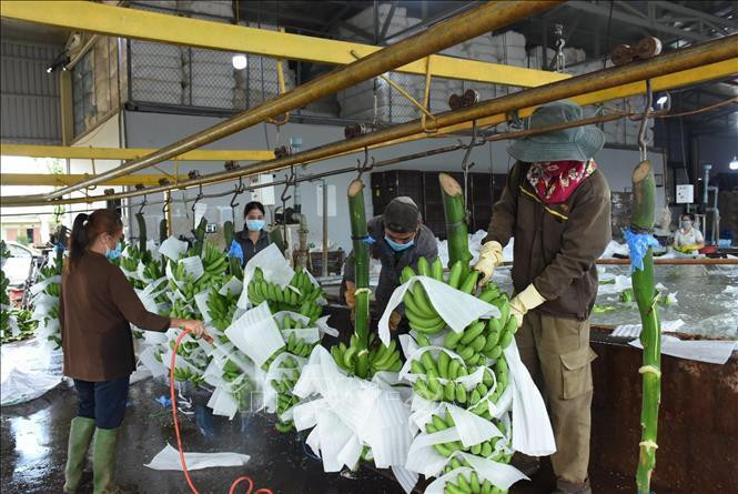 Sơ chế chuối già Nam Mỹ xuất khẩu tại Công ty TNHH Một thành viên Kazuna, huyện Châu Đức, tỉnh Bà Rịa-Vũng Tàu. Ảnh: TTXVN phát