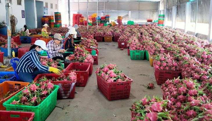 Phân loại Thanh Long Bình Thuận trước khi đi tiêu thụ. Ảnh: TTXVN phát