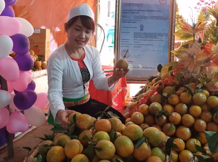 Cao Phong trở thành huyện có lợi thế phát triển kinh tế nông nghiệp, trong đó thế mạnh là trồng cam theo tiêu chuẩn VietGAP Cao Phong trở thành huyện có lợi thế phát triển kinh tế nông nghiệp, trong đó thế mạnh là trồng cam theo tiêu chuẩn VietGAP