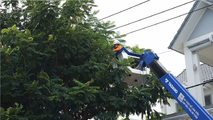 Công ty Điện lực Đất Đỏ chủ động phát quang cây xanh có nguy cơ ảnh hưởng hành lang lưới điện, phòng ngừa sự cố khi xảy ra mưa lớn, giông lốc