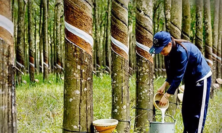 Ảnh minh họa trên internet