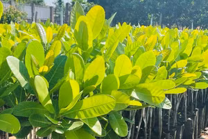 Gói thầu: GT02 Cung cấp cây giống, phân bón, vật tư; trồng, chăm sóc, bảo vệ rừng giai đoạn 2026-2031