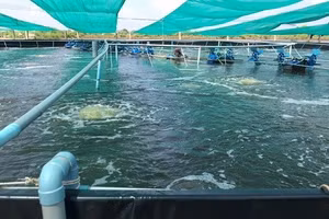 Gói thầu Mua thức ăn 