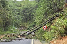 Cây cối trên đèo Sacom - hồ Tuyền Lâm ngã đổ xuống đường ảnh ĐC