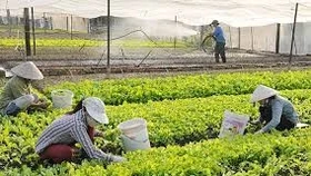 Tìm giải pháp tháo gỡ nguồn lực tài chính để phát triển kinh tế tập thể