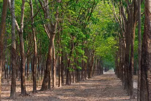 Ngày 10/6/2026, đấu giá thanh lý vườn cao su diện tích 91,8 ha tại tại xã Cẩm Mỹ, tỉnh Đồng Nai