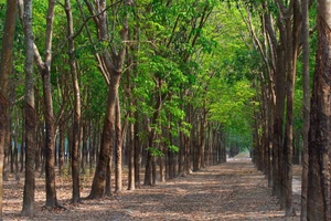 Ngày 9/12/2025, đấu giá Vườn cây cao su thanh lý của Công ty TNHH MTV Cao su Ea H’Leo