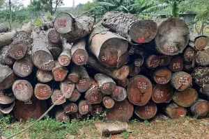 Ngày 30/7/2026, đấu giá Gỗ thu hồi từ công tác đốn hạ, giải tỏa cây xanh tại TP.HCM
